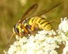 Spilomyia manicata
